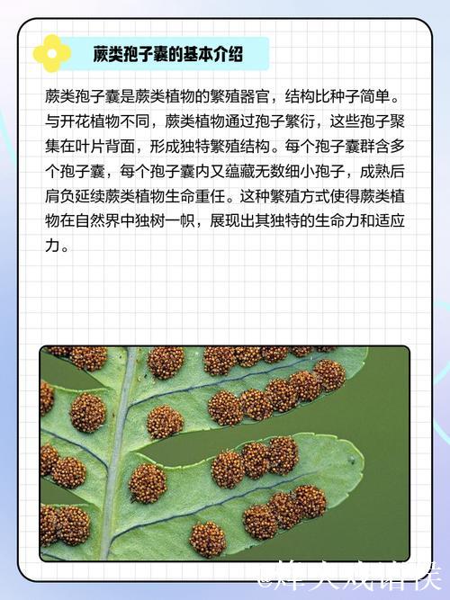 国产青青草:探索中国特色绿色植物的奥秘 国产青青草:探索中国特色绿色植物的奥秘