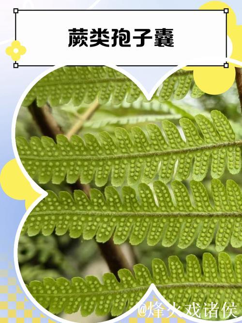 国产青青草:探索中国特色绿色植物的奥秘 国产青青草:探索中国特色绿色植物的奥秘